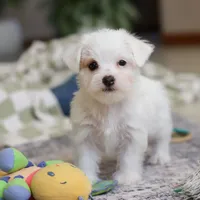 Elsa, a female Morkie for sale in Baltic, OH – Photo 8 of 8