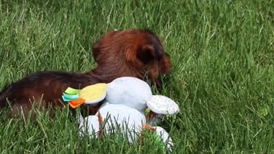 Archie, a male Morkie for sale in Baltic, OH – 8 of 8