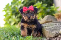 Ginger, a female Morkie for sale in Baltic, OH – Photo 4 of 8