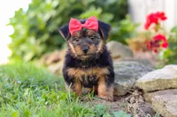 Ginger, a female Morkie for sale in Baltic, OH – Photo 8 of 8