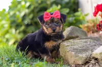 Ginger, a female Morkie for sale in Baltic, OH – Photo 1 of 8