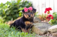 Ginger, a female Morkie for sale in Baltic, OH – Photo 6 of 8