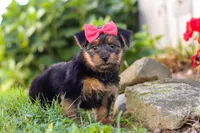 Ginger, a female Morkie for sale in Baltic, OH – Photo 7 of 8