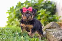 Ginger, a female Morkie for sale in Baltic, OH – Photo 2 of 8