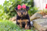 Ginger, a female Morkie for sale in Baltic, OH – Photo 3 of 8
