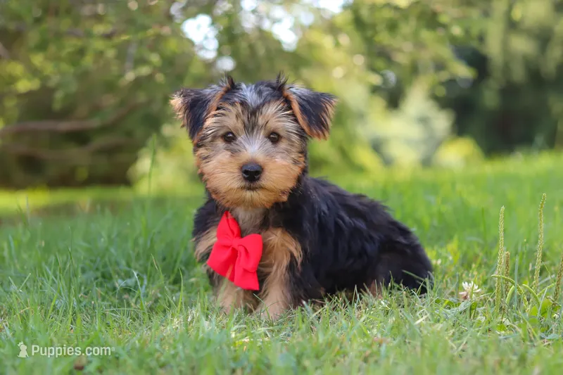 Marcus – Morkie puppy for sale in Baltic, OH