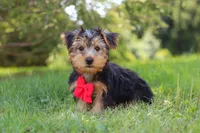 Marcus, a female Morkie for sale in Baltic, OH – 3 of 9