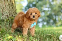 Conner, a male Maltipoo for sale in Baltic, OH – 9 of 10