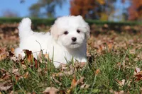 Colby, a male Maltese for sale in Baltic, OH – 9 of 10