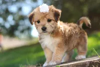 Maddie, a female Morkie for sale in Baltic, OH – Photo 4 of 7