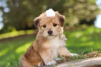 Maddie, a female Morkie for sale in Baltic, OH – Photo 2 of 7