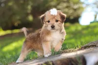 Maddie, a female Morkie for sale in Baltic, OH – Photo 7 of 7