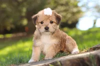 Maddie, a female Morkie for sale in Baltic, OH – Photo 1 of 7