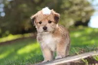 Maddie, a female Morkie for sale in Baltic, OH – Photo 5 of 7