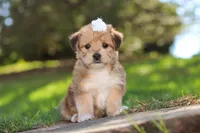 Maddie, a female Morkie for sale in Baltic, OH – Photo 3 of 7