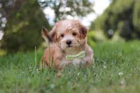 Zoe, a male Morkie for sale in Baltic, OH – 6 of 9