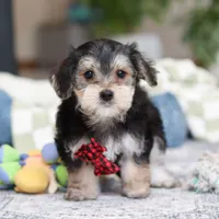 Benson, a male Morkie for sale in Baltic, OH – Photo 2 of 6
