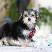 Benson, a male Morkie for sale in Baltic, OH – Photo 4 of 6