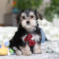 Benson, a male Morkie for sale in Baltic, OH – Photo 3 of 6