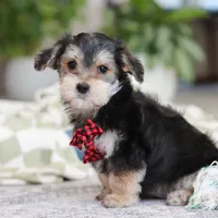 Benson, a male Morkie for sale in Baltic, OH – Photo 6 of 6