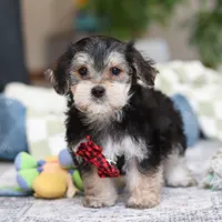 Benson, a male Morkie for sale in Baltic, OH – Photo 1 of 6