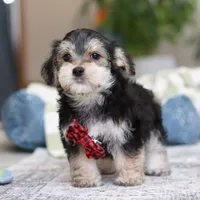 Benson, a male Morkie for sale in Baltic, OH – Photo 5 of 6