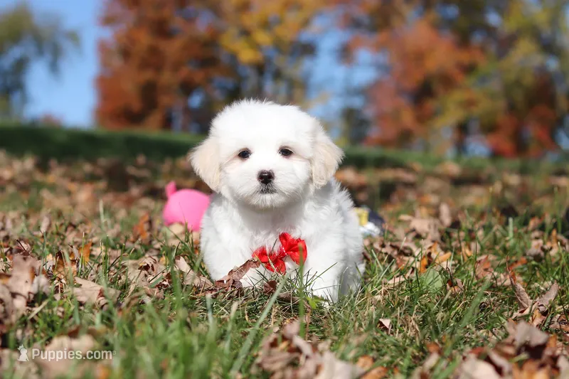 Colby, a male Maltese for sale in Baltic, OH – 1 of 10