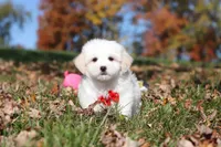 Colby, a male Maltese for sale in Baltic, OH – 1 of 10