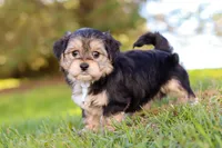 Romeo, a male Morkie for sale in Baltic, OH – Photo 2 of 10