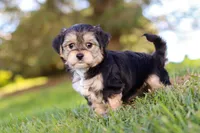 Romeo, a male Morkie for sale in Baltic, OH – Photo 5 of 10