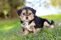Romeo, a male Morkie for sale in Baltic, OH – Photo 6 of 10