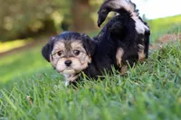 Romeo, a male Morkie for sale in Baltic, OH – Photo 4 of 10