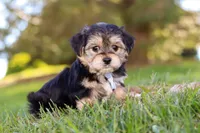 Romeo, a male Morkie for sale in Baltic, OH – Photo 3 of 10