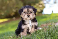 Romeo, a male Morkie for sale in Baltic, OH – Photo 1 of 10
