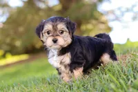 Romeo, a male Morkie for sale in Baltic, OH – Photo 10 of 10