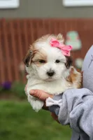 Scarlett, a female Morkie for sale in Baltic, OH – Photo 2 of 10