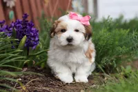 Scarlett, a female Morkie for sale in Baltic, OH – Photo 6 of 10