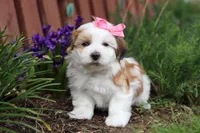 Scarlett, a female Morkie for sale in Baltic, OH – Photo 7 of 10