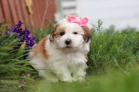 Scarlett, a female Morkie for sale in Baltic, OH – Photo 5 of 10