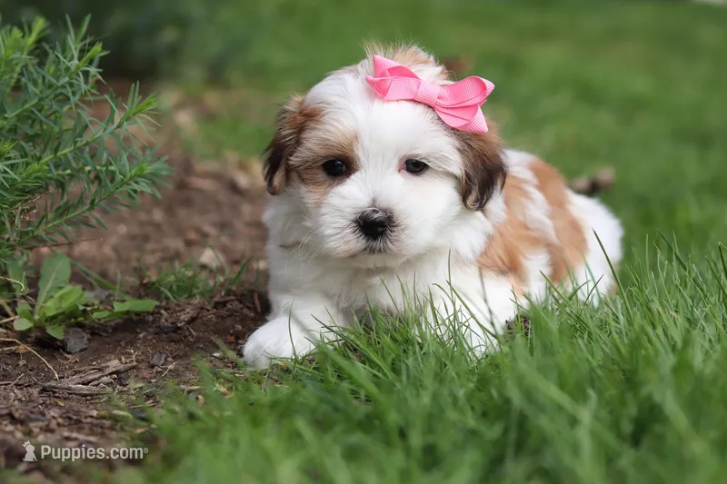 Scarlett – Morkie puppy on hold in Baltic, OH