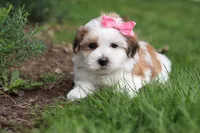 Scarlett, a female Morkie for sale in Baltic, OH – Photo 1 of 10
