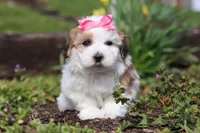 Scarlett, a female Morkie for sale in Baltic, OH – Photo 3 of 10