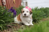 Scarlett, a female Morkie for sale in Baltic, OH – Photo 10 of 10