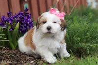 Scarlett, a female Morkie for sale in Baltic, OH – Photo 8 of 10