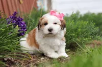 Scarlett, a female Morkie for sale in Baltic, OH – Photo 9 of 10