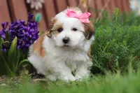 Scarlett, a female Morkie for sale in Baltic, OH – Photo 4 of 10