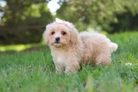 Annie, a female Maltipoo for sale in Baltic, OH – 6 of 10