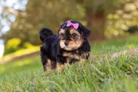 Hallie, a female Morkie for sale in Baltic, OH – Photo 3 of 8