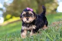 Hallie, a female Morkie for sale in Baltic, OH – Photo 4 of 8
