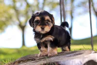 Hallie, a female Morkie for sale in Baltic, OH – Photo 5 of 8